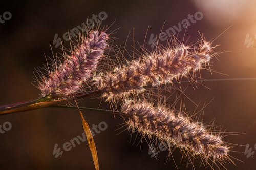 Preview: Wild flower in meadow, grass flower Nature background.