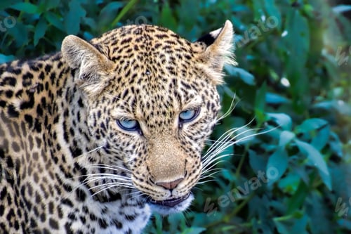 Preview: Close-up portrait of a majestic leopard, gazing with blue eyes.