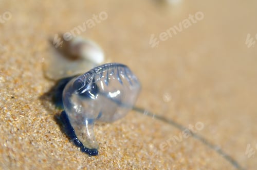Preview: Blue bottle on the beach