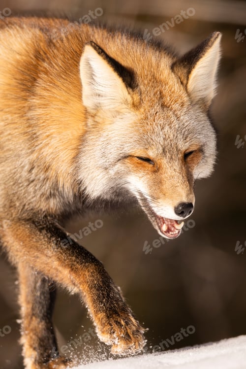 Preview: Close-up of a red fox walking through snow.