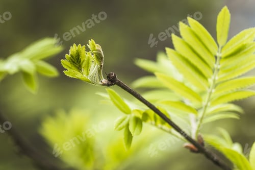 Preview: Closeup of a green tendril on a branch