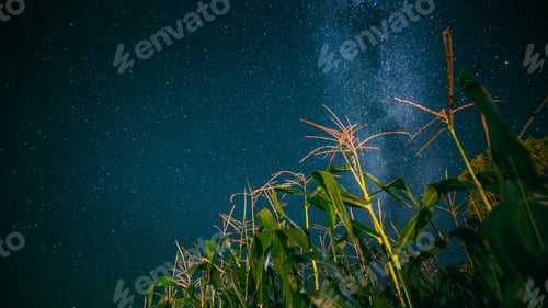 Preview: Bottom View Of Night Starry Sky With Milky Way From Green Maize Corn Field Plantation In Summer