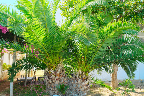 Preview: Tropical palm plant Phoenix canariensis Chabaud in the garden