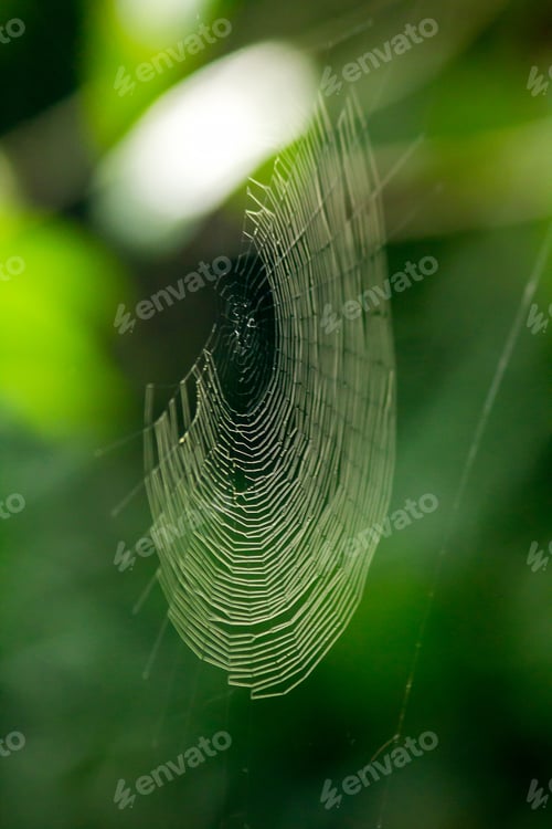 Preview: Spider webs in nature