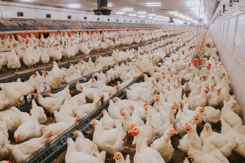 Preview: Selective focus shot of indoors chicken farm, chicken feeding