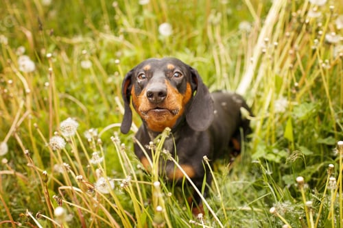 Preview: portrait of a cute dachshund dog in a field of dandelions
