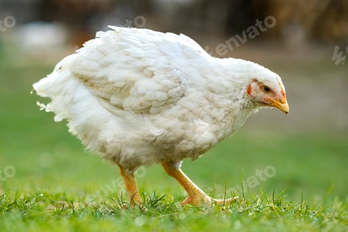 Preview: Hen feed on traditional rural barnyard. Close up of chicken standing on barn yard with green grass