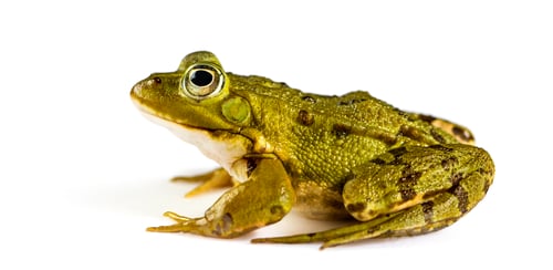 Preview: Common Water Frog in front of a white background