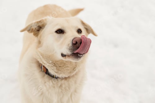 Preview: Dog in the snow
