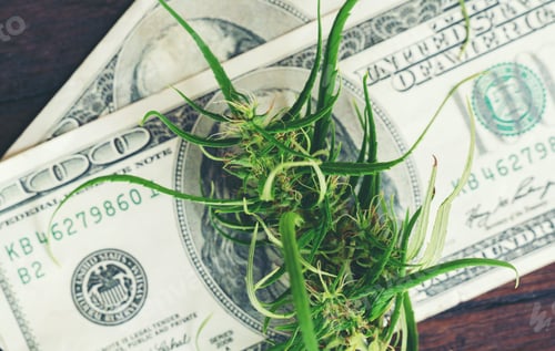 Preview: fresh marijuana flower on hundred dollar banknote