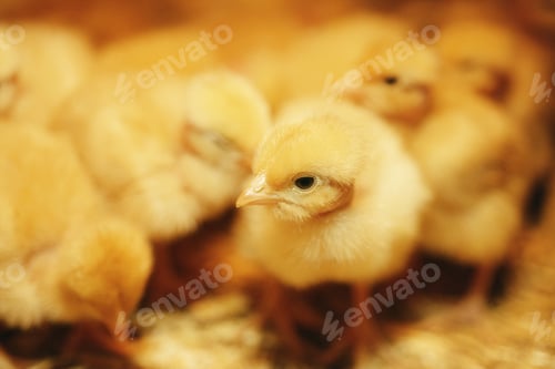 Preview: Chicks