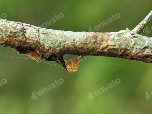 Preview: Closeup of sap coming out of a lemon tree