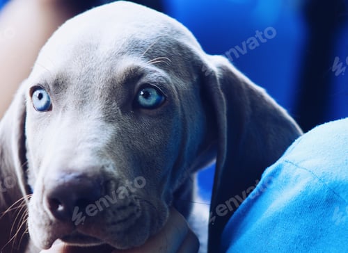 Preview: Cute dog