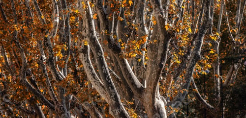 Preview: Trees in the Downtown Streets of Rome Italy. Fall Season