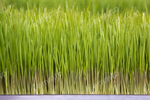 Preview: Young green wheatgrass grass for getting juice for diet food