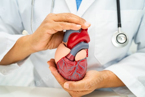 Preview: Cardiovascular disease CVD, Asian doctor holding human anatomy model for learn and treat heart