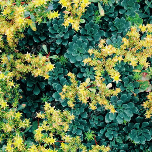 Preview: Colourful nature background