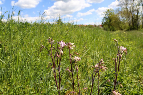 Preview: Marsh Helleborine growing in a field