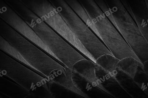 Preview: black feather pigeon macro photo. texture or background
