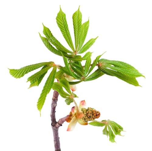 Preview: Spring chestnut