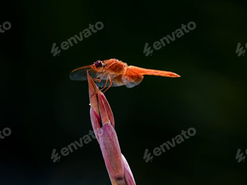 Preview: Isolated orange Flame Skimmer dragonfly perched on top of a Cannas bud plant