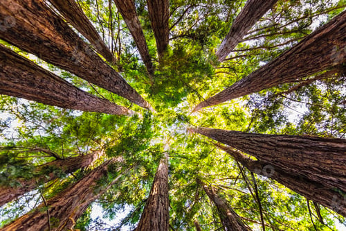 Preview: Low angle view of forest canopy