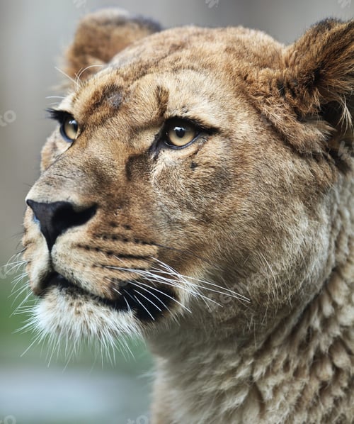 Preview: Close-up portrait of a majestic lioness (Panthera Leo) in nature