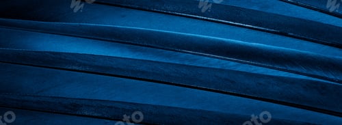 Preview: blue feather pigeon macro photo. texture or background