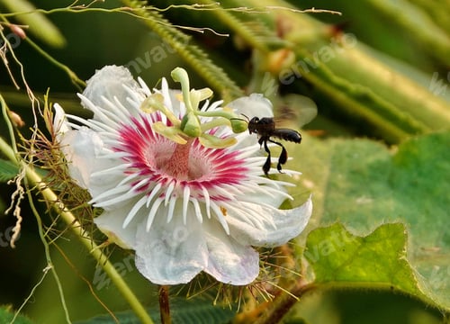 Preview: Closeup shot of a bee perched on a multicolored flower in a lush green garden.