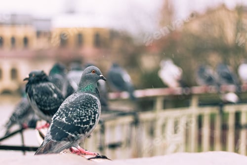 Preview: Pigeons sitting together on a bridge.