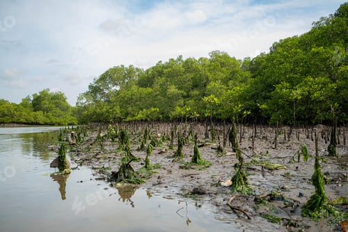 Preview: Young mangrove trees in a muddy forest
