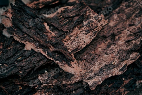 Preview: Dark organic texture of pine bark