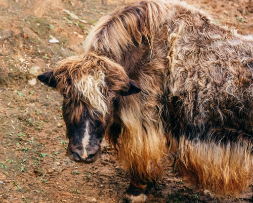 Preview: Young furry yak without horns.