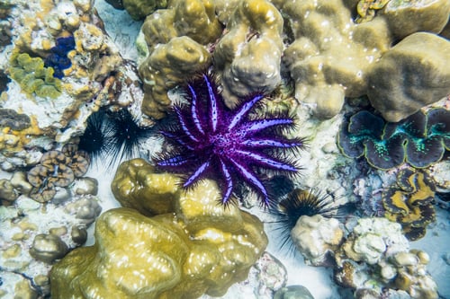 Preview: Crown-of-thorns starfish,Acanthaster planci, purple black