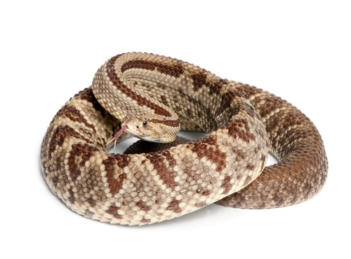 Preview: South American rattlesnake - Crotalus durissus, poisonous, white background