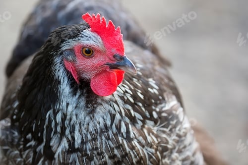 Preview: Hen on the farm a portrait