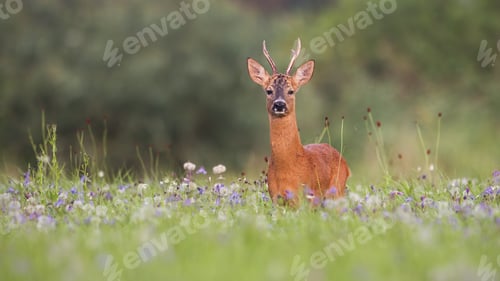 Preview: Roe deer buck with green blurred background for copy