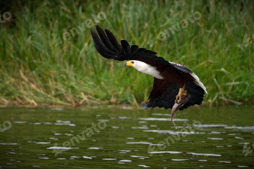 Preview: Eagle flying over a pond in Uganda