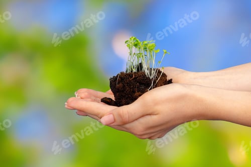 Preview: Female palm holding soil with young plant sprouts