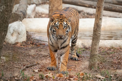 Preview: bengal tiger in zoo