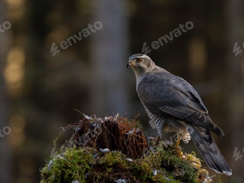 Preview: Male Goshawk perched on a tree stump in Scotland.