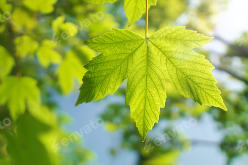 Preview: Spring tree leaf