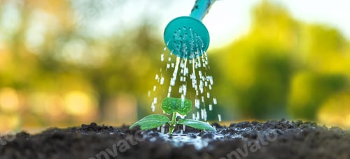Preview: watering a plant in the garden. Selective focus.