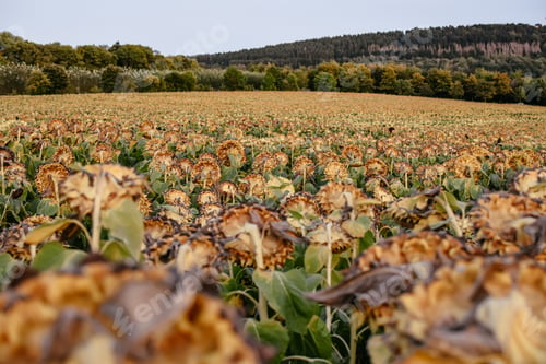 Preview: Field of dried sunflowers
