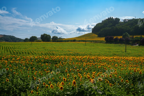 Preview: Rural landscape in Val d Orcia, Tuscany, at summer