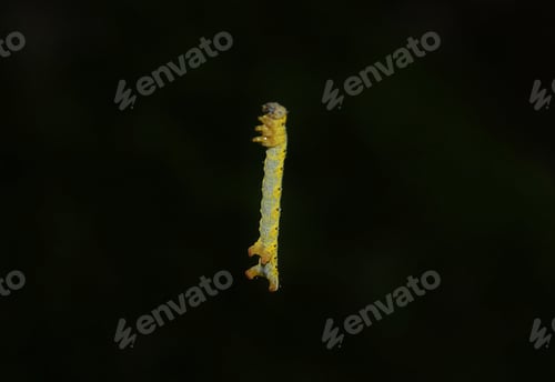 Preview: A caterpillar Operophtera Brumata