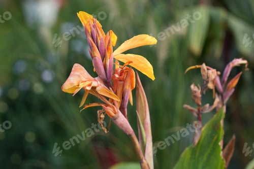 Vorschau: Orangefarbene Canna-Lilie blüht im Sommergarten auf natürlichem Hintergrund