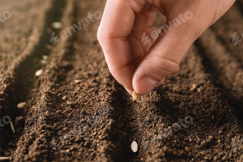 Preview: Farmer planting seeds into fertile soil, closeup with space for text. Gardening time