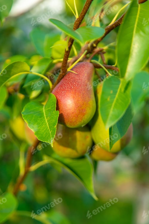 Preview: Pears grow in the garden. Selective focus.