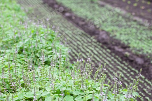 Preview: Crops growing on farm